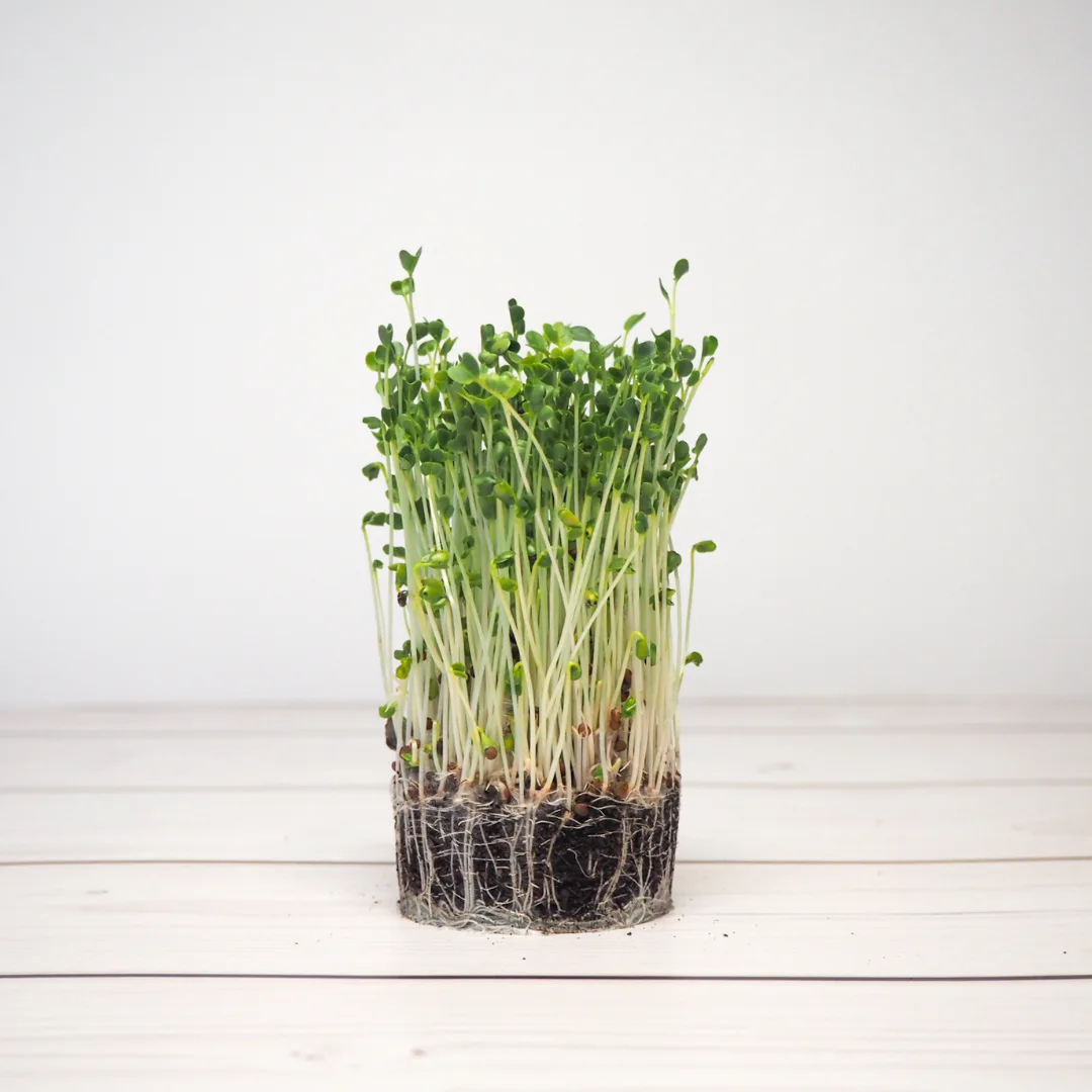Microverdes de Couve