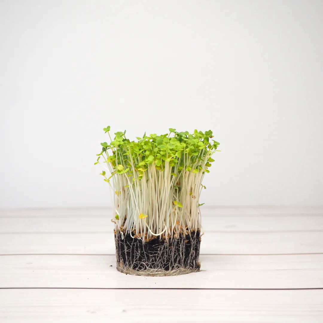 Microverdes de Rúcula