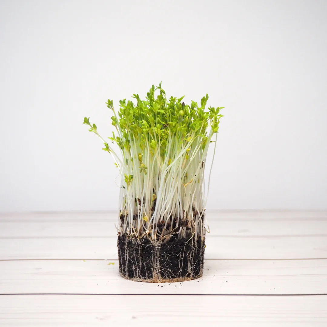Microverdes de Agrião